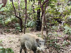 -梧桐山风景名胜区
