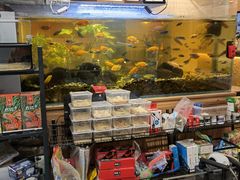 -酷以爬仙阁实体爬宠店·守宫·蜥蜴·专业繁育