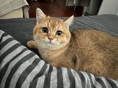 -猫十亿·布偶金渐层·曼基康矮脚猫舍(青年路店)