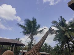 -海南热带野生动植物园