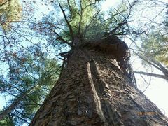 -五营红松林海景区
