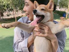 -宠物寄养训练学校