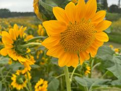 -花开海上生态园