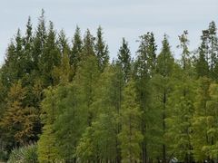 -白鹭湾湿地公园