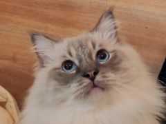 -滚猫咖啡·猫咖·猫友好撸猫(未来城店)