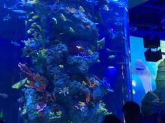 -芜湖新华联大白鲸海洋公园