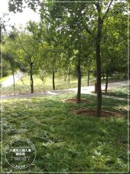 -大望京儿童游乐场