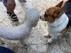 -汪说喵讲宠物乐园宠物酒店(红星美凯龙店)