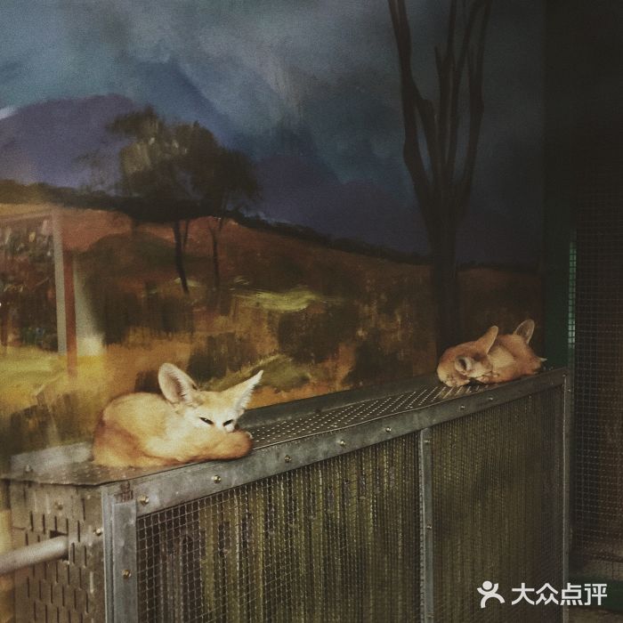 郑州市动物园廓耳狐图片