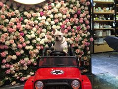 -百好乐宠物友好餐厅(朝外大街店)