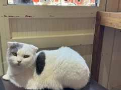 -猫小院猫主题餐厅(南锣旗舰店)