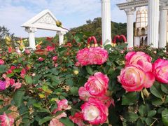 -松山湖梦幻百花洲