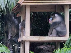 -广州长隆野生动物世界