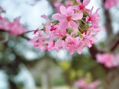 -顾村公园