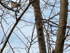 -盘龙城国家考古遗址公园