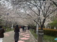 -高东镇樱花园