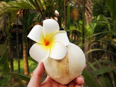 -西双版纳傣族园