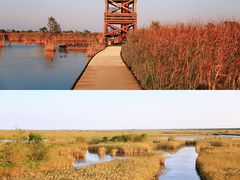 -盐城丹顶鹤湿地生态旅游区