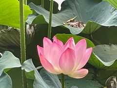 -团结湖公园