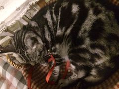海边的猫和咖啡馆-海边的猫和咖啡馆