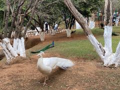 -昆明动物园