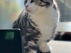 -70cat德文卷毛猫·缅因猫纯种猫舍