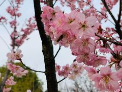 -武汉大学-樱园