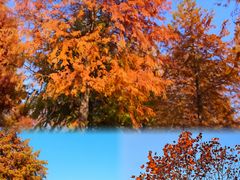 -洋湖国家湿地公园