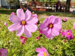 -海心沙亚运公园