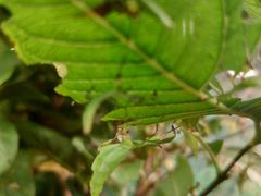 -上海大自然野生昆虫馆(东方明珠·爬宠昆虫探索中心)