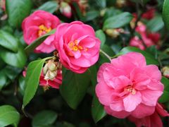 -上海市龙华烈士陵园