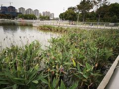 -映月湖中央公园