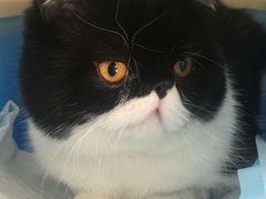 -瑞派·关忠动物医院·猫专科·犬专科(三环新城店)