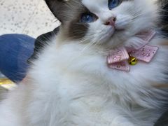 -喵喵咪呀布偶猫咖(春熙路店)