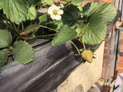 -甜心庄园·甜心草莓采摘园(西青中北店)