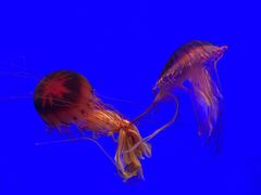 -上海海洋水族馆