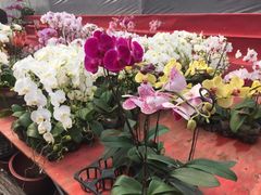 -花鸟鱼虫鲜花绿植市场(玉泉路店)