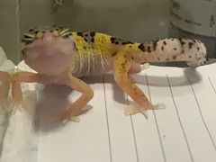 -酷以爬仙阁实体爬宠店·守宫·蜥蜴·专业繁育