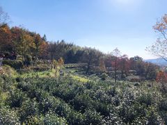 -塔川景区