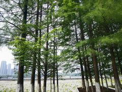 -月湖风景区
