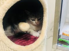 -爱妮康宠物医院·干细胞免疫细胞·肿瘤·心脏(张江店)