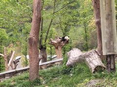 -卧龙中华大熊猫苑神树坪基地