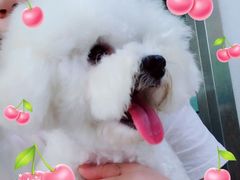 -宠福鑫康馨动物医院·骨科·眼科