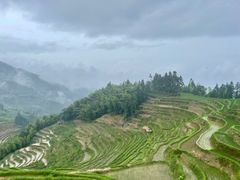 -紫鹊界梯田景区