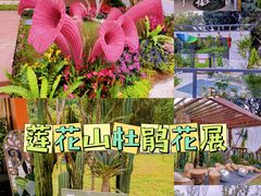-莲花山公园