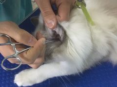 -佳雯宠物医院(金华南路分院)