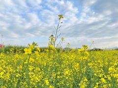 -光明小镇欢乐田园