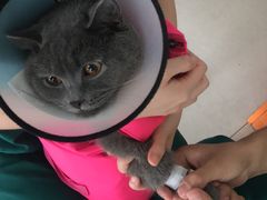 -瑞派福兴宠物医院犬猫全科·骨科·中西医结合(河东店)