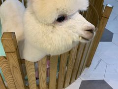 -藦茜花园宠物主题亲子互动体验馆(国顺东路店)