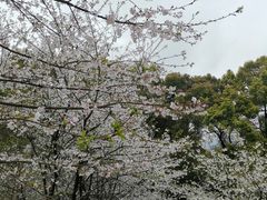 -南山植物园